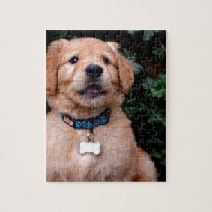 Puzzle Chiot Golden Retriever