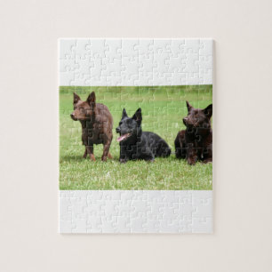 Puzzle Chiots australiens de Kelpie