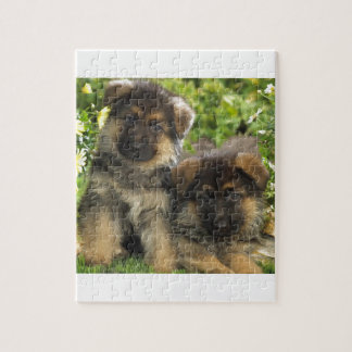 Puzzle Chiots de berger allemand