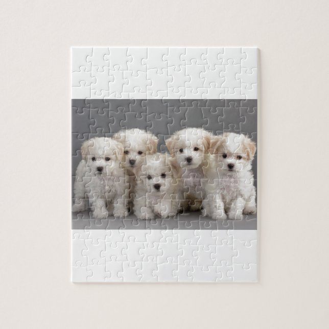 Puzzle Chiots de Bichon Frisé (Vertical)