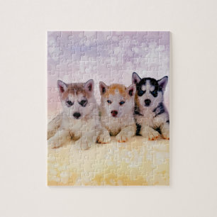 Puzzle Chiots de chien de traîneau sibérien