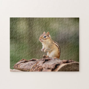 Puzzle Chipmunk dans les Adirondacks