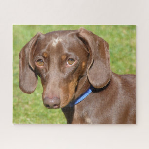 Puzzle Chocolat et tan Dachshund