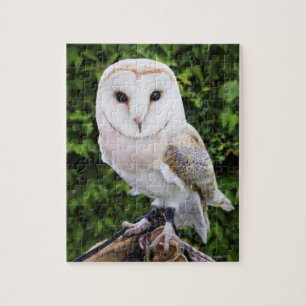 Puzzle Chouette à grange (Tyto Alba) sur gant