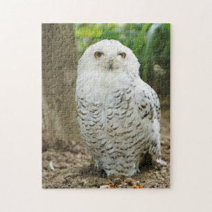 Puzzle Chouette aux yeux croisés oiseau de proie