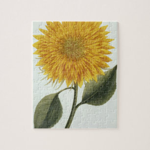 Puzzle Chrysanthème Indicum de 'Pythanthoza Iconograph
