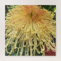 Chrysanthème jaune