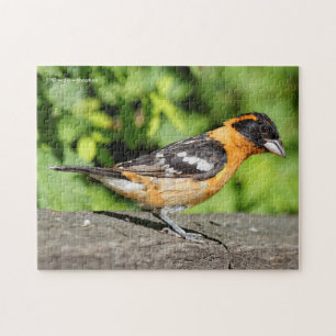 Puzzle Closeup d'un beau Grosbeak à tête noire