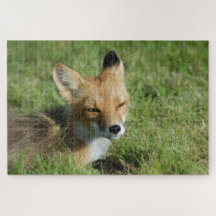 Closeup Fox, Brooks Falls Alaska