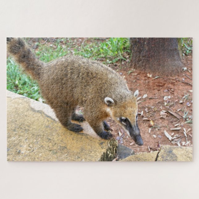 Puzzle Coatimundi animal sud-américain, Argentine (Horizontal)