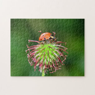 Puzzle Coccinelle sur fleur