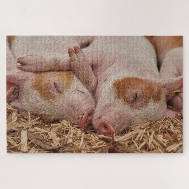 Puzzle Cochons mignons (Horizontal)