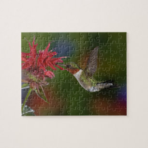 Puzzle Colibri à gorge rubis mâle