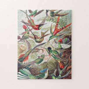 Puzzle Colibri, Trochilidae Kolibris par Ernst Haeckel