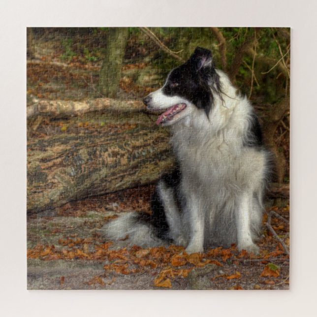 Puzzle Collie dans la forêt 676 pièce (Horizontal)