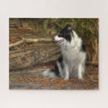 Collie frontalier dans les bois