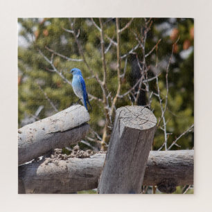 Puzzle Colorado Mountain Bluebird - 20x20 - 676 pcs