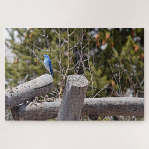 Puzzle Colorado Mountain Bluebird - 20x30 - 1014 pcs