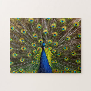 Puzzle Colorful peacock