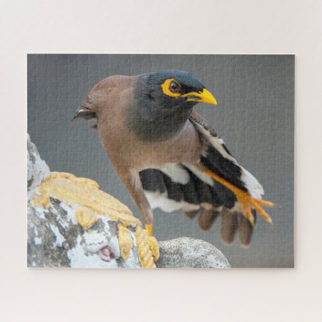 Puzzle Commune myna (Horizontal)