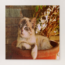 Confort Sleepy Kitty