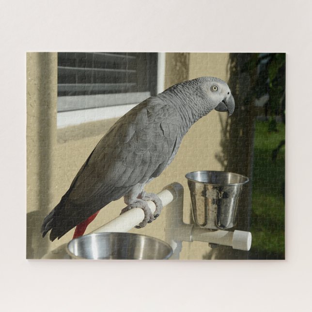 Puzzle Congo : Le perroquet gris africain sur pied (Horizontal)