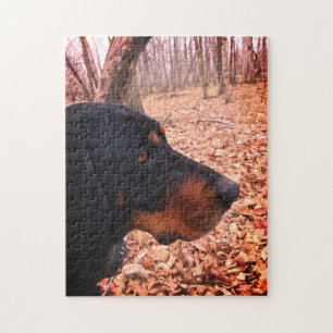 Puzzle Coonhound noir & tan