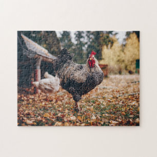 Puzzle Coq noir et blanc à deux poules dans la nature