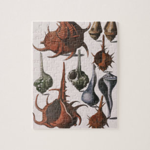 Puzzle Coquillages Anciens, Vie Marine, Coquilles de Mer 