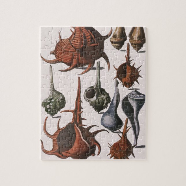Puzzle Coquillages Anciens, Vie Marine, Coquilles d'Océan (Vertical)