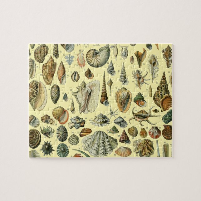 Puzzle Coquillages de coquillages Mollusk Clam Élégant Ar (Horizontal)