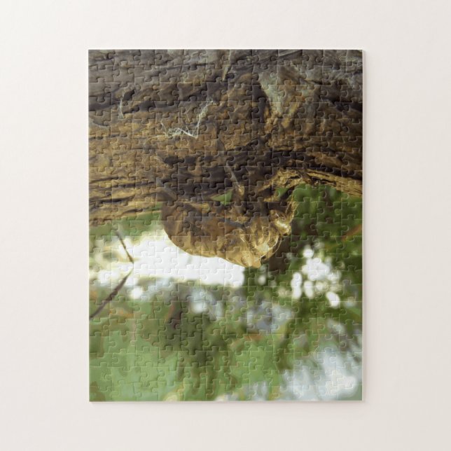 Puzzle Coquille de Canada. C'était pressé. (Vertical)