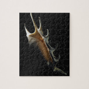 Puzzle Coquille de conque