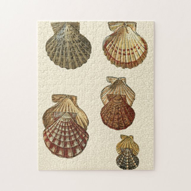 Puzzle Coquilles antiques craquelées (Vertical)