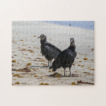 Costa Rica, Punta Cahuita - Vautours noirs