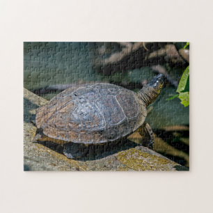 Puzzle Costa Rica, Tortuguero - Tortue de rivière