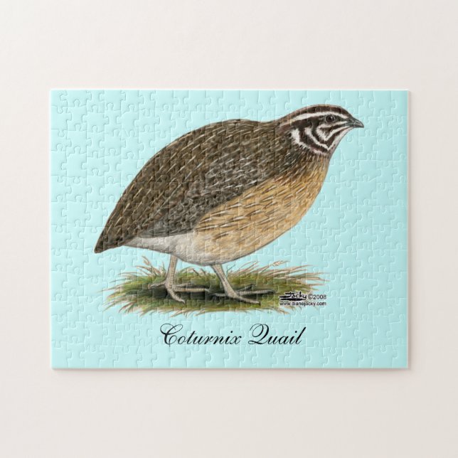 Puzzle Coturnix Pharaoh (Horizontal)