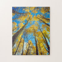 Couleurs d'automne des arbres Trembles 2