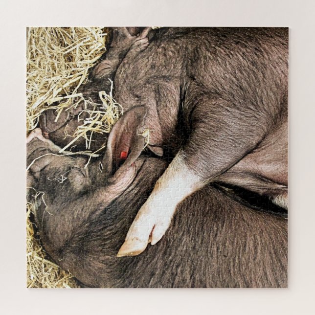 PUZZLE COUPER LES COCHONS DE SOMMEIL (Horizontal)