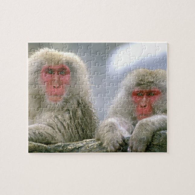 Puzzle Couple de singe des neiges, Macaque japonais (Horizontal)