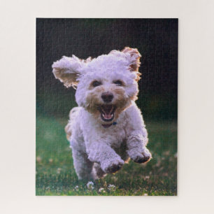 Puzzle Courir un chien blanc de caniche mignon chien