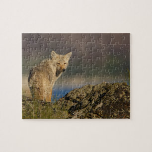 Puzzle coyote