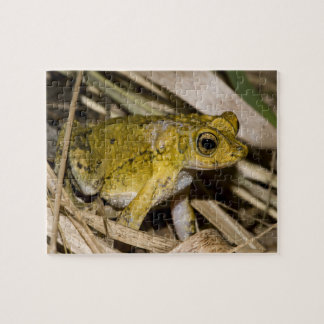 Puzzle Crapaud crêté portoricain
