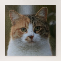 Créez Votre Propre Photo de Chat Personnalisée