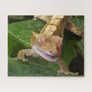 Puzzle Crested Gecko