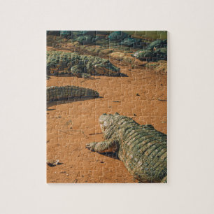 Puzzle Crocodiles à nez court qui bronzent près des tortu