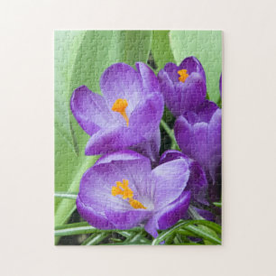 Puzzle Crocus pourpre fleurit dans le jardin
