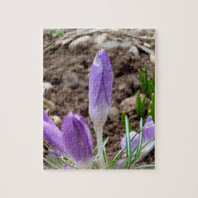 Puzzle Crocus printaniers (Vertical)