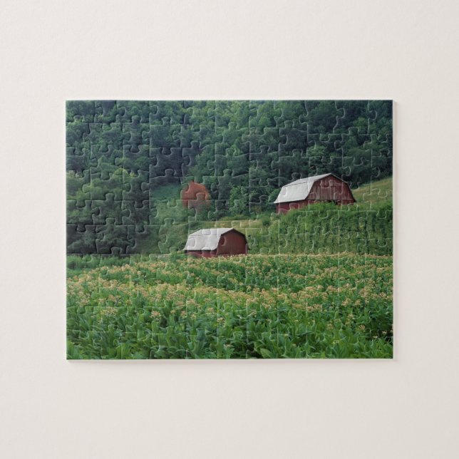 Puzzle Culture de tabac et paires de granges rouges de (Horizontal)