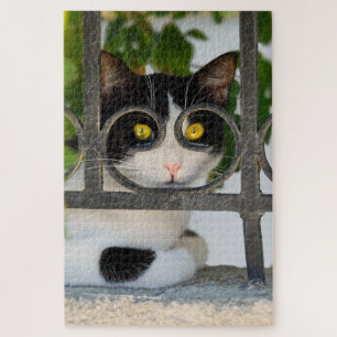 Puzzle Curieux Chat avec cadre Spectacles Drôle Jigsaw